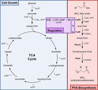 Optimizing a Fed-Batch High-Density Fermentation Process for Medium Chain-Length Poly(3-Hydroxyalkanoates) in Escherichia coli